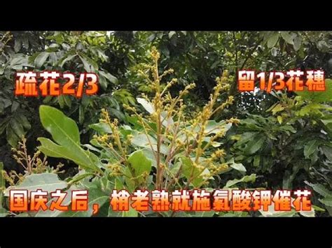 龍眼催花方法|農業科技之探索